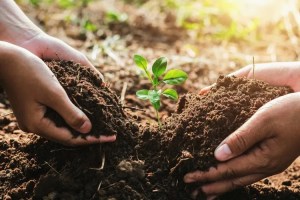 two hands in dirt supporting a seedling